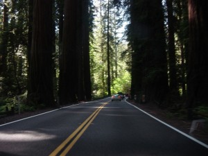 avenue-of-the-giants-1524266-640x480